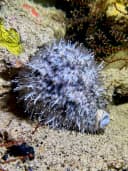 Panther Cowry