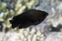 Dark Damselfish
