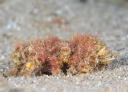 Decorator Spider Crab