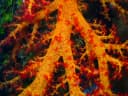 Hemprich's Tree Coral