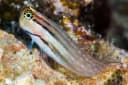 Dentex Blenny