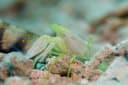 Djeddah Snapping Shrimp