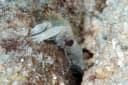 Djeddah Snapping Shrimp