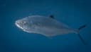Doublespotted Queenfish