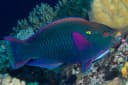 Dusky Parrotfish