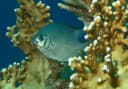 Duskytail Chromis