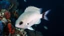 Duskytail Chromis
