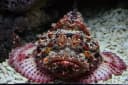 Dwarf Stonefish