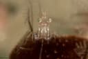 Egyptian prawn