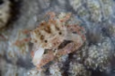 Electra Round Crab