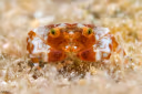 Elegant Reef Crab