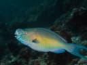 Ember Parrotfish