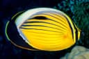 Exquisite Butterflyfish