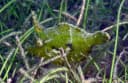 Faintstripe Filefish