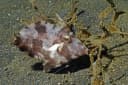 Faintstripe Filefish
