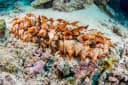 False Warty Sea Cucumber