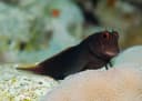 Filamentous Blenny
