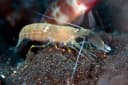 Fine-striped Shrimp