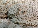 Finless Sole