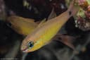 Flower Cardinalfish