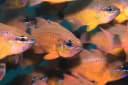 Flower Cardinalfish