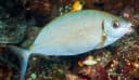 Forktail Rabbitfish