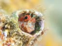 Fringed Blenny