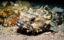 Fringed Toadfish