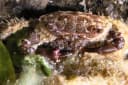 Fused-tooth Coral Crab