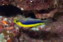 Gold-Ribbon Soapfish