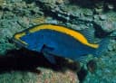 Gold-Ribbon Soapfish
