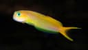 Golden Blenny