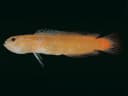 Golden Dottyback