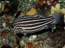 Goldenstriped Soapfish