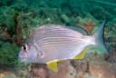 Goldstriped Seabream