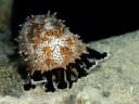 Graeffe's Sea Cucumber