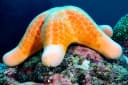 Granulated Sea Star