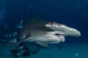 Great Hammerhead