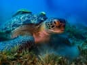 Green Sea Turtle