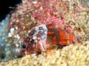 Guam Scorpionfish
