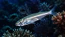 Gudgeon Silverside