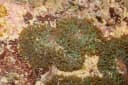 Hairy Mushroom Coral