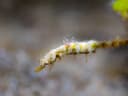 Hairy Pygmy Pipehorse