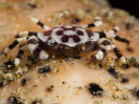 Harlequin Swimming Crab