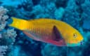 Heavybeak Parrotfish