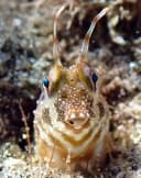 Highbrow Blenny