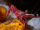Hingebeak Shrimp