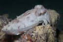 Hooded Cuttlefish