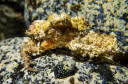 Horrid Elbow Crab