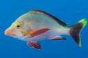 Humpback Snapper